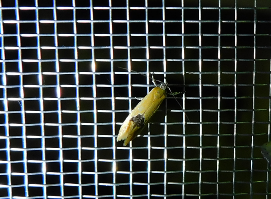 Batia internella/lambdella