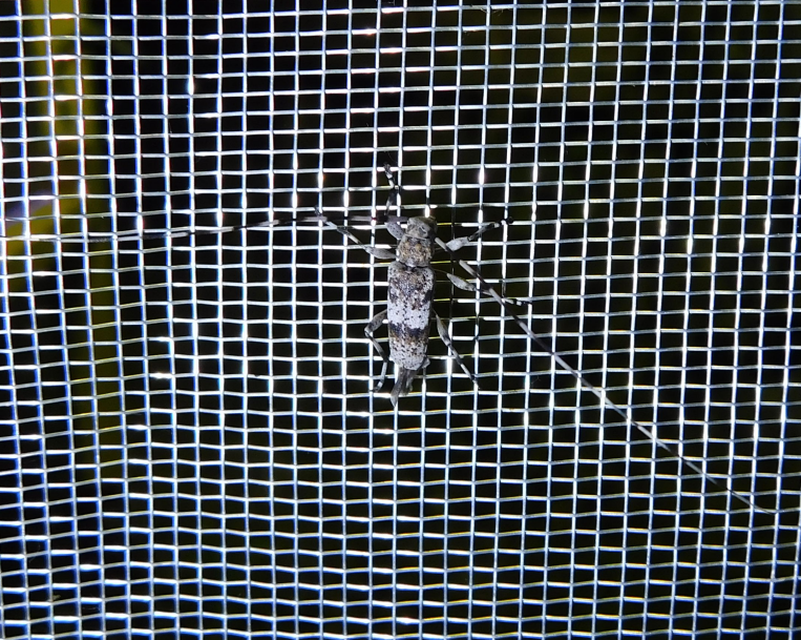 Acanthocinus griseus - szürke daliáscincér
