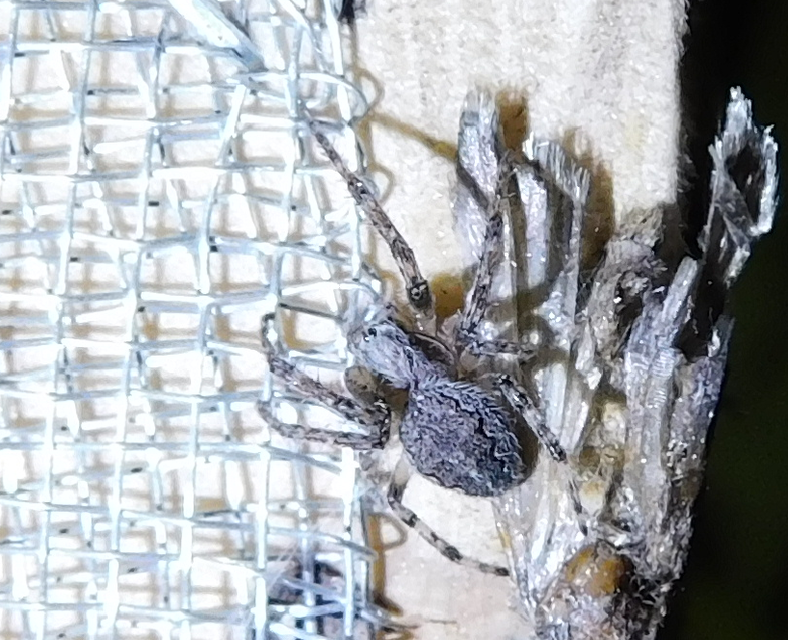 Larinioides