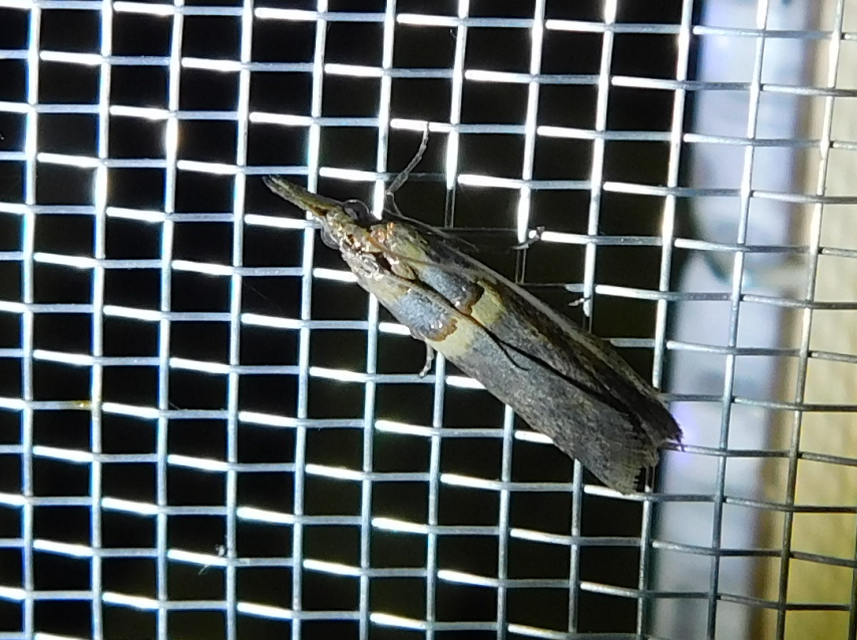 Etiella zinckenella - akácmoly