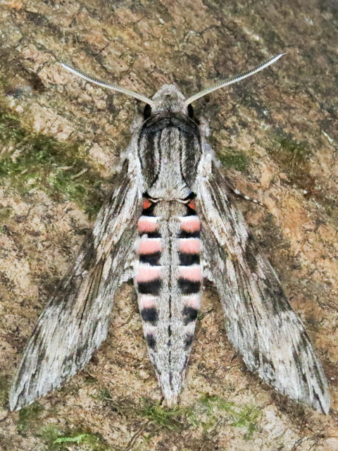 Agrius convolvuli - szulákszender