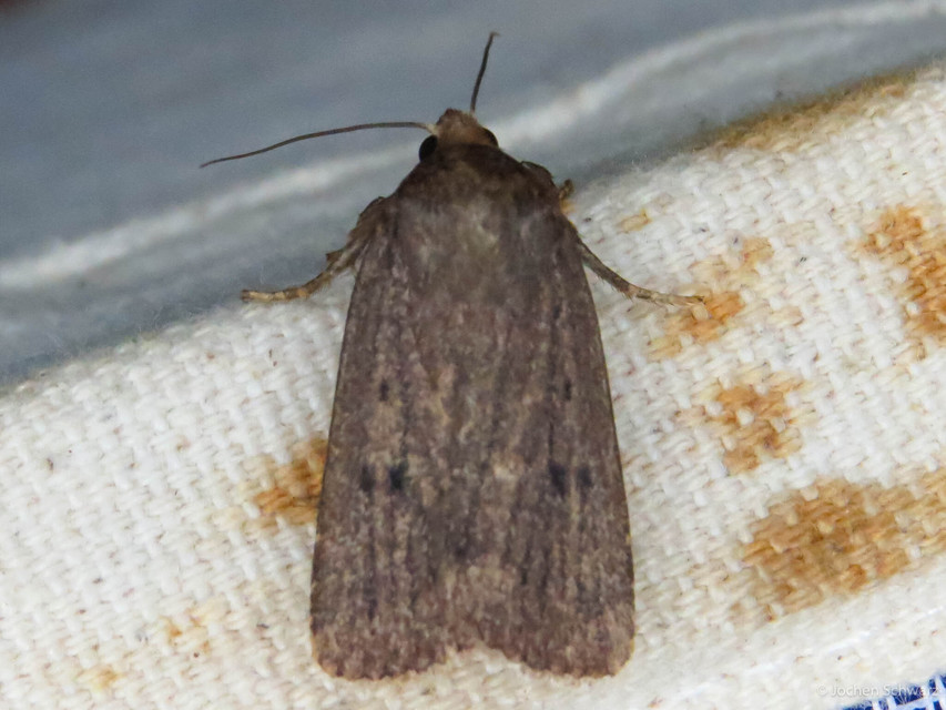 Amphipyra tragopoginis - bakszakállbagoly