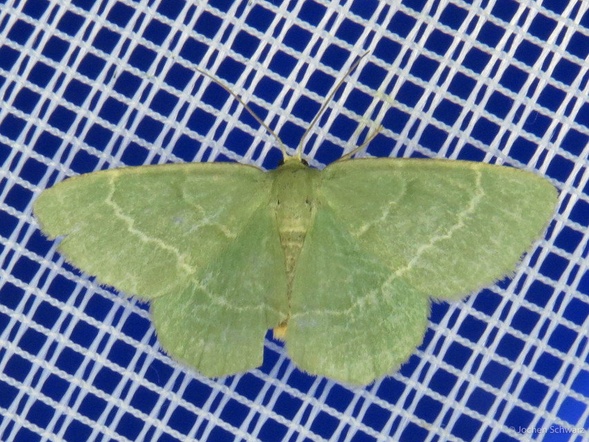 Chlorissa viridata/cloraria