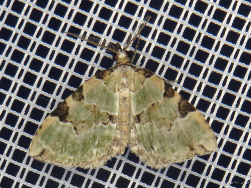 Colostygia pectinataria - zöld levélaraszoló