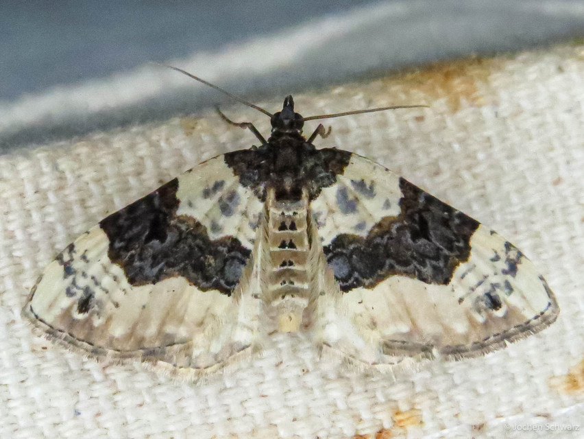Cosmorhoe ocellata - szemes galajaraszoló