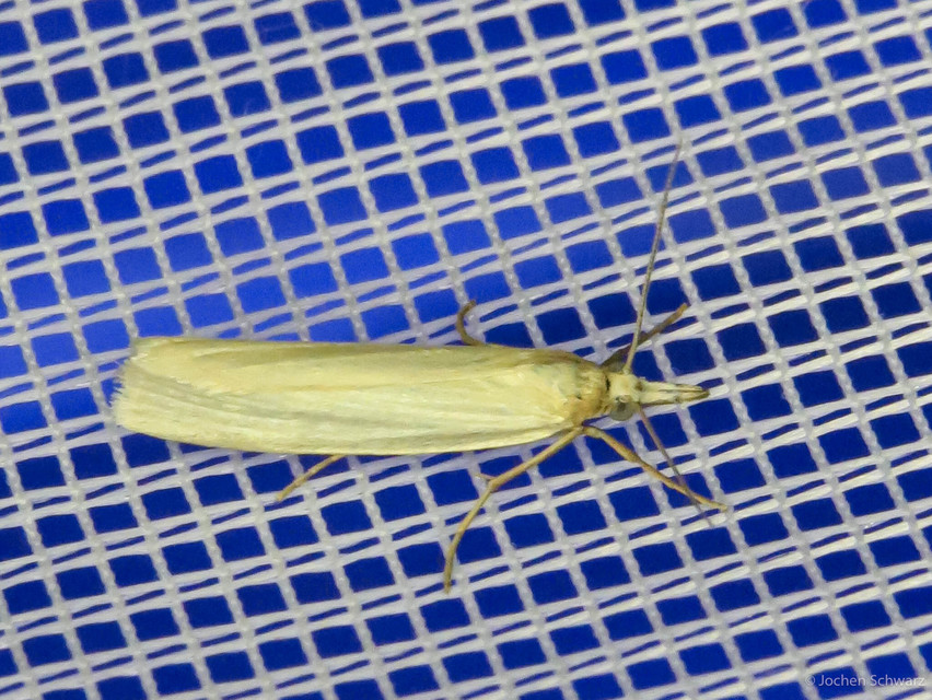 Crambus perlella - gyöngyházas fűgyökérmoly