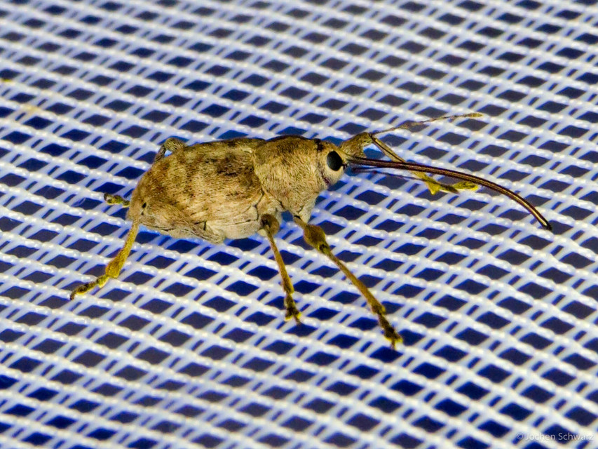 Curculio elephas - gesztenyezsuzsóka