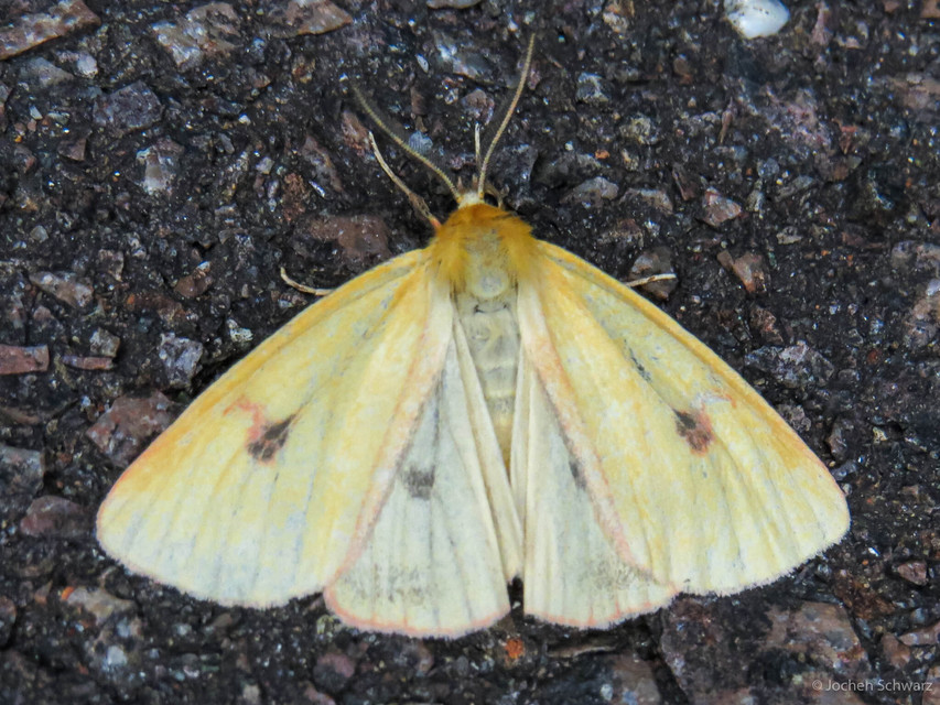 Diacrisia sannio - vörösszélű medvelepke