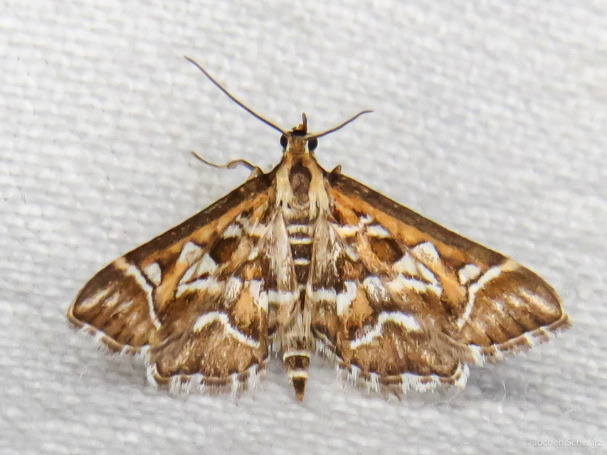 Diasemia reticularis - betűmintás tűzmoly