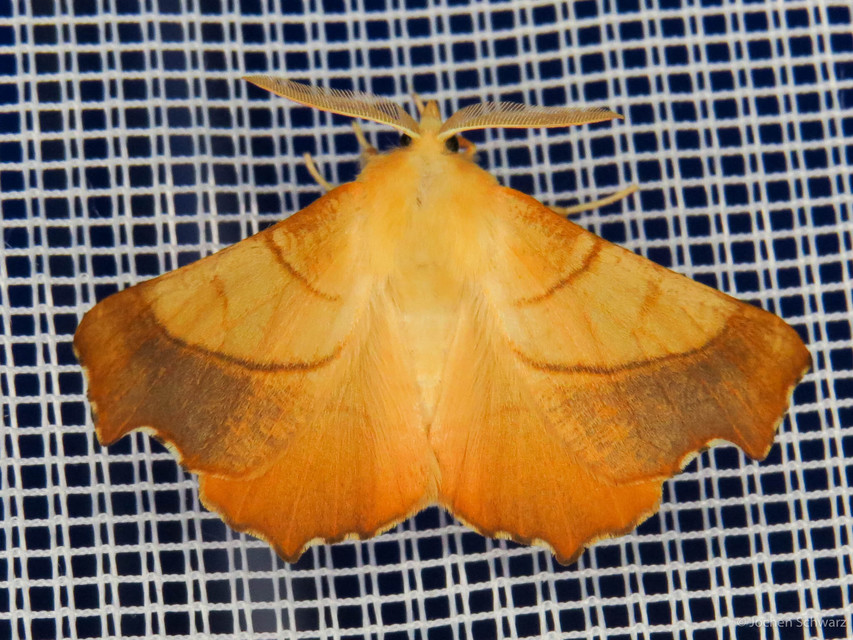Ennomos fuscantaria - kőris-levélaraszoló