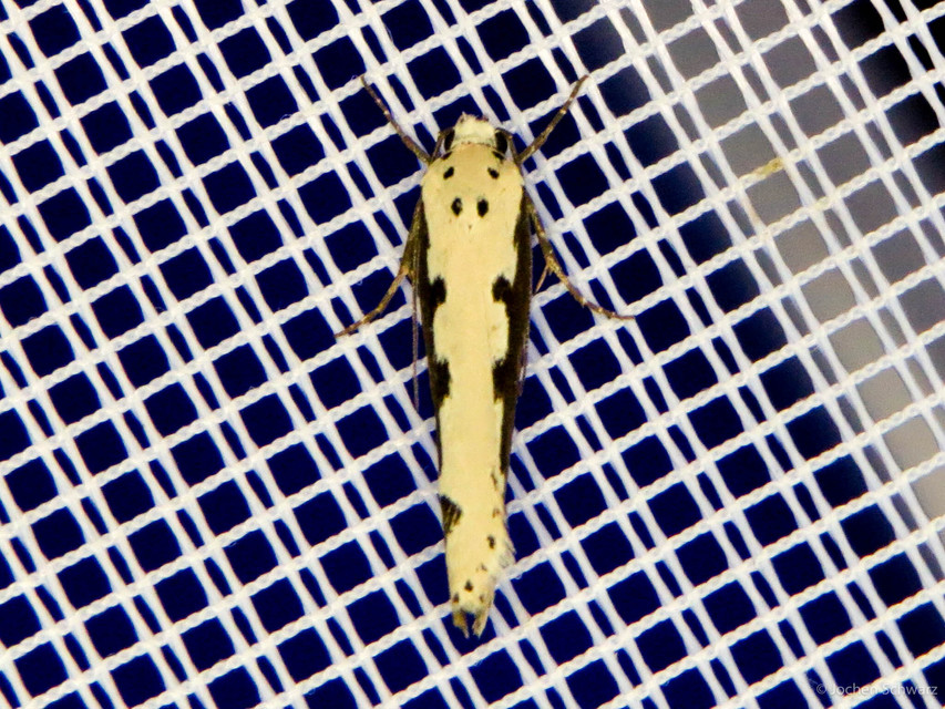 Ethmia bipunctella - kétpettyes feketemoly