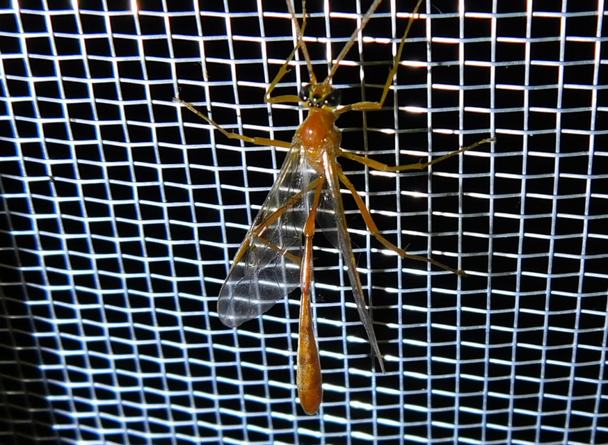 Ophion