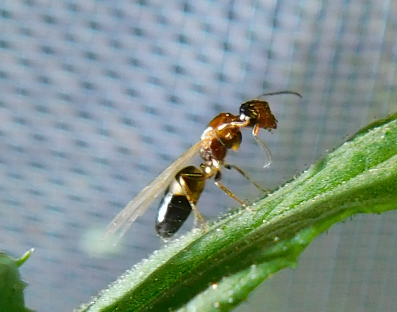 Colobopsis truncata - kapushangya