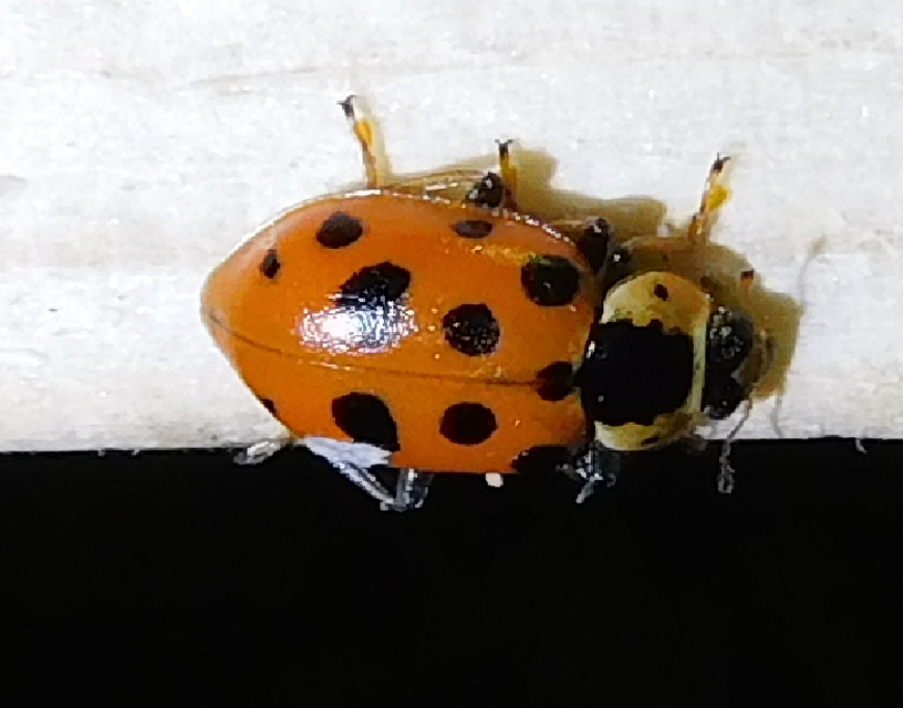 Hippodamia tredecimpunctata - mocsári katica