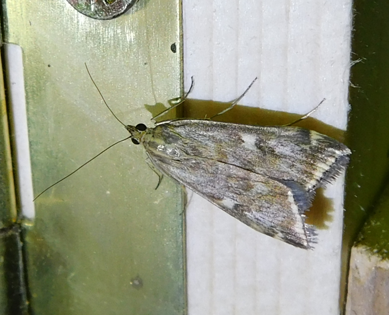Loxostege sticticalis - muszkamoly