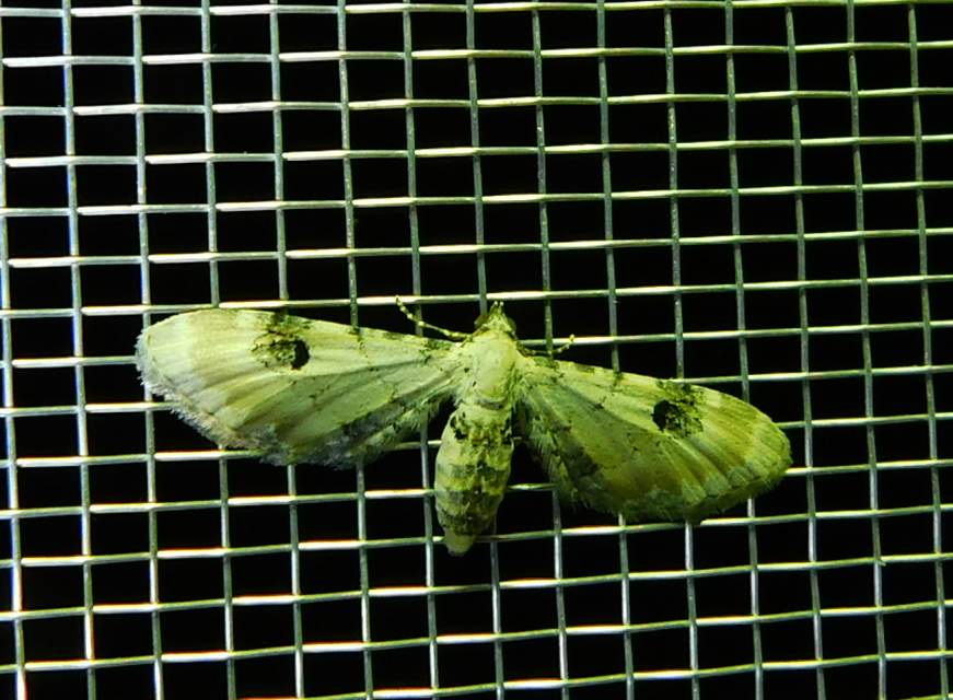 Eupithecia centaureata - búzavirág-törpearaszoló