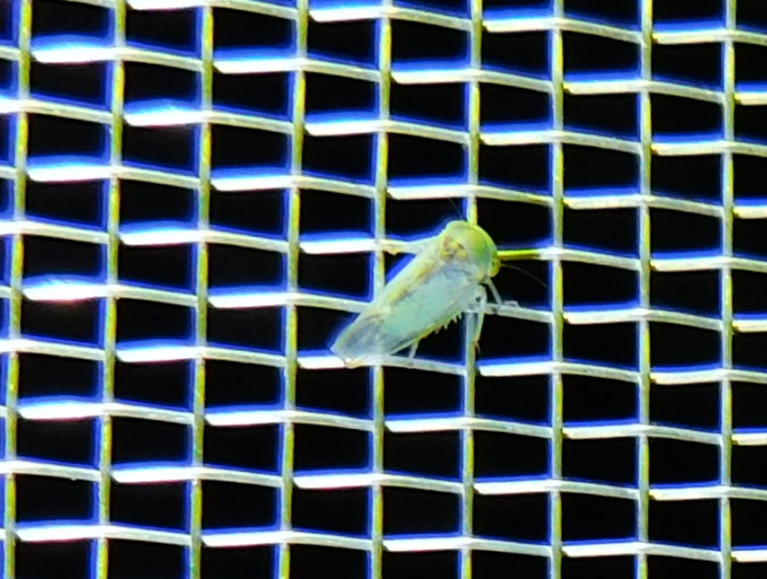 Viridicerus ustulatus