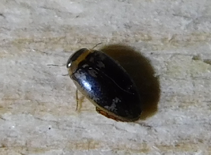 Laccophilus poecilus - tarka bukóbogár