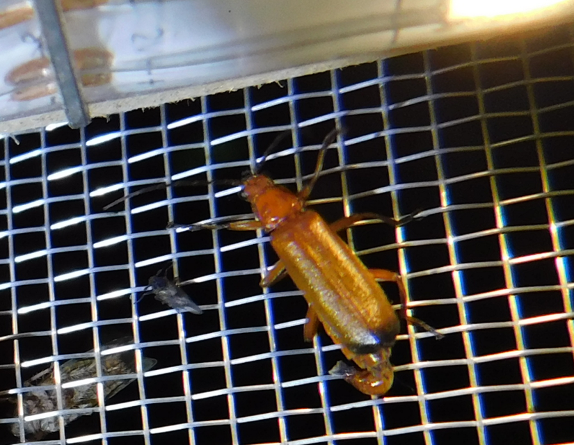 Rhagonycha fulva - feketevégű lágybogár