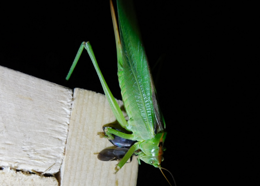 Reduvius personatus - szemetes zugpoloska