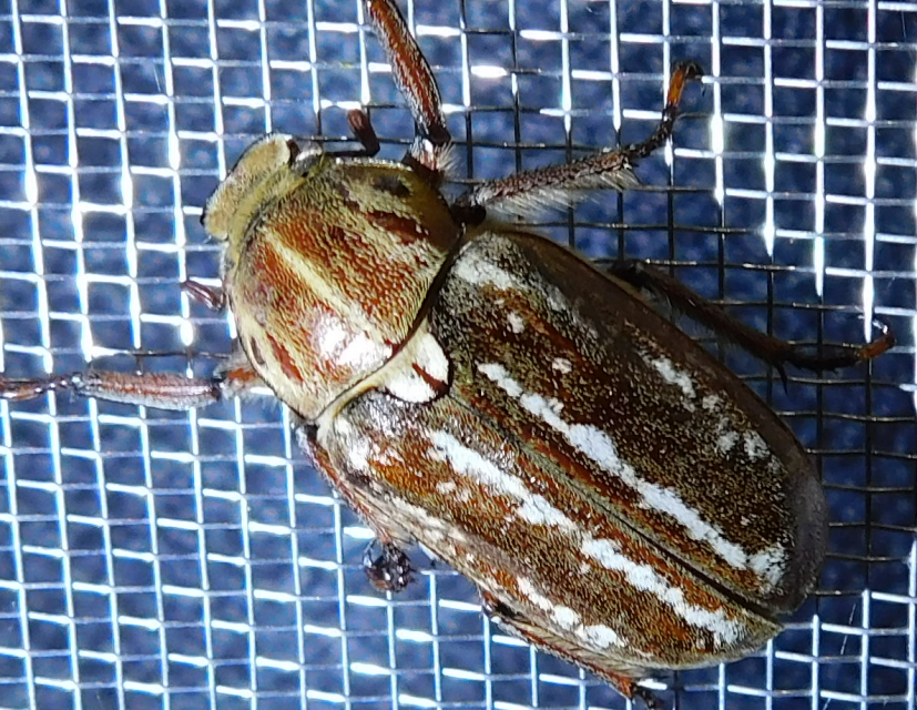 Anoxia orientalis - keleti cserebogár