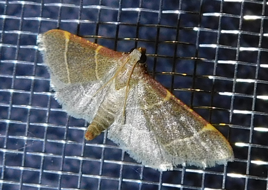 Hypsopygia glaucinalis - rezes fényilonca
