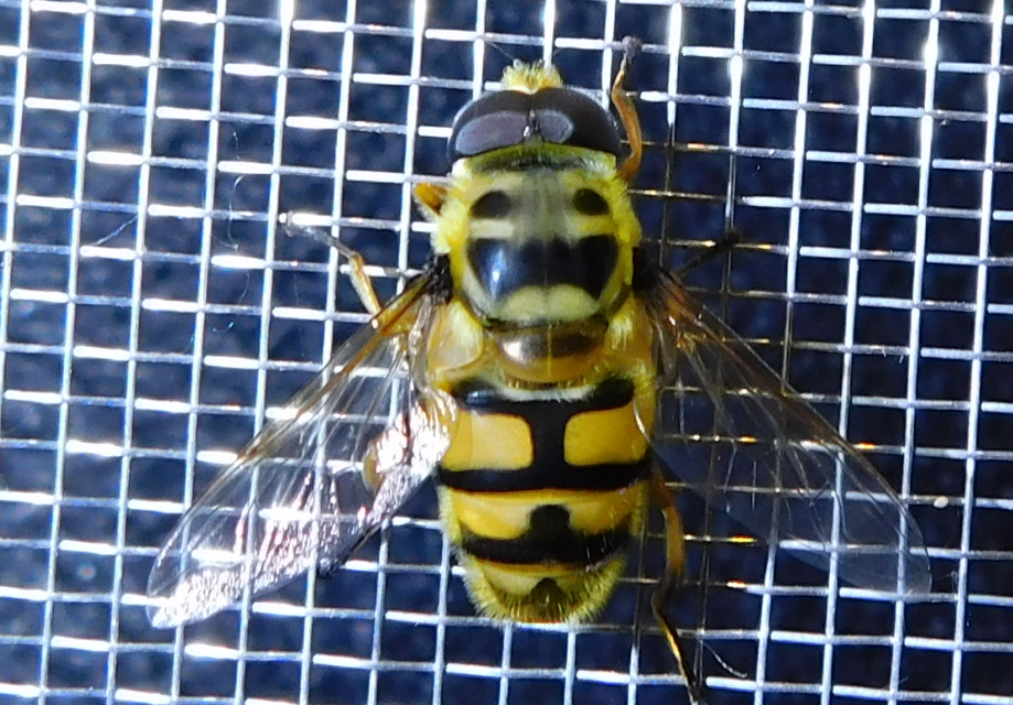 Myathropa florea - halálfejes odúlégy