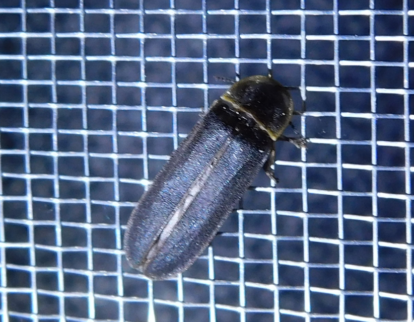 Lampyris noctiluca - nagy szentjánosbogár