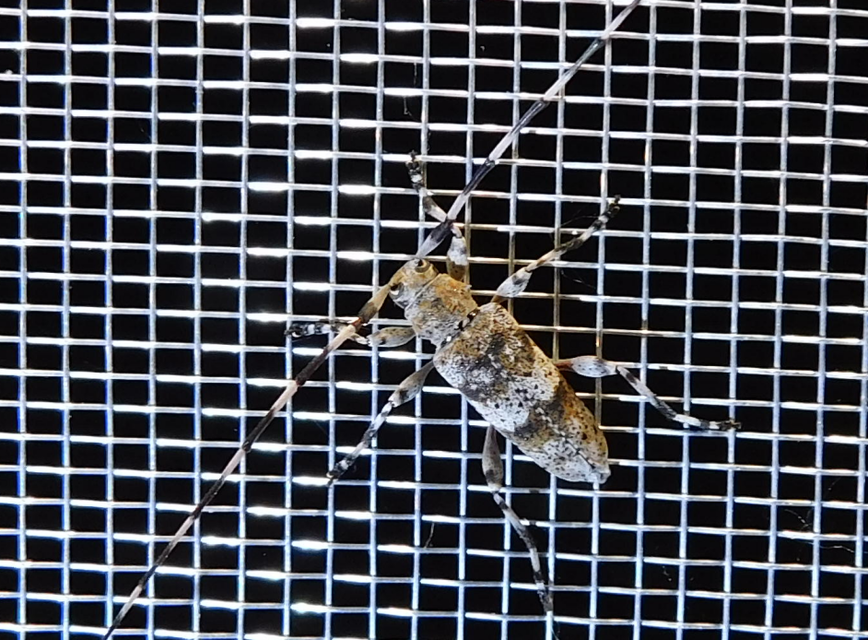 Acanthocinus griseus - szürke daliáscincér
