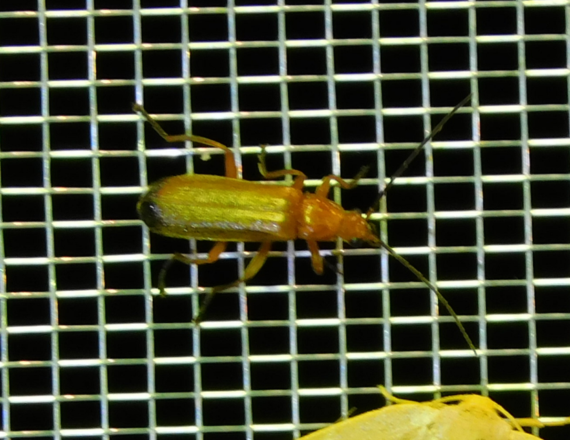 Rhagonycha fulva - feketevégű lágybogár