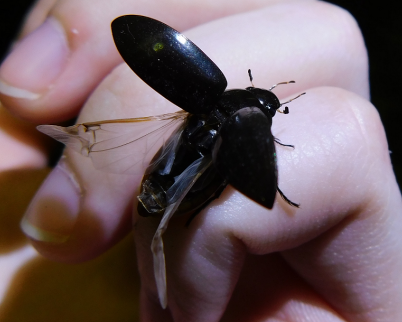 Hydrochara caraboides - kis csibor