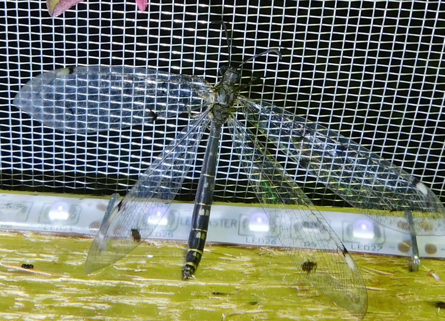 Distoleon tetragrammicus - négyfoltos hangyaleső Distoleon tetragrammicus - négyfoltos hangyaleső
