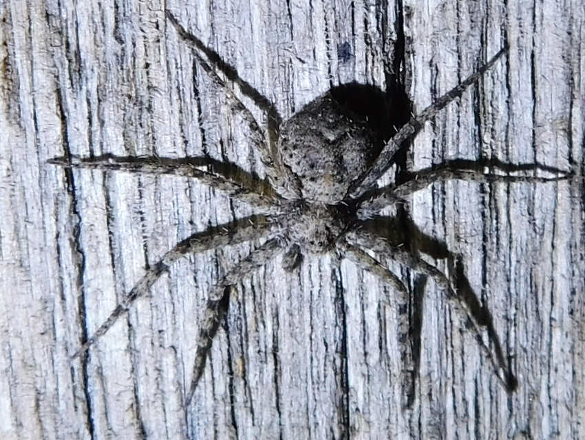 Philodromus poecilus - cifra karolópók