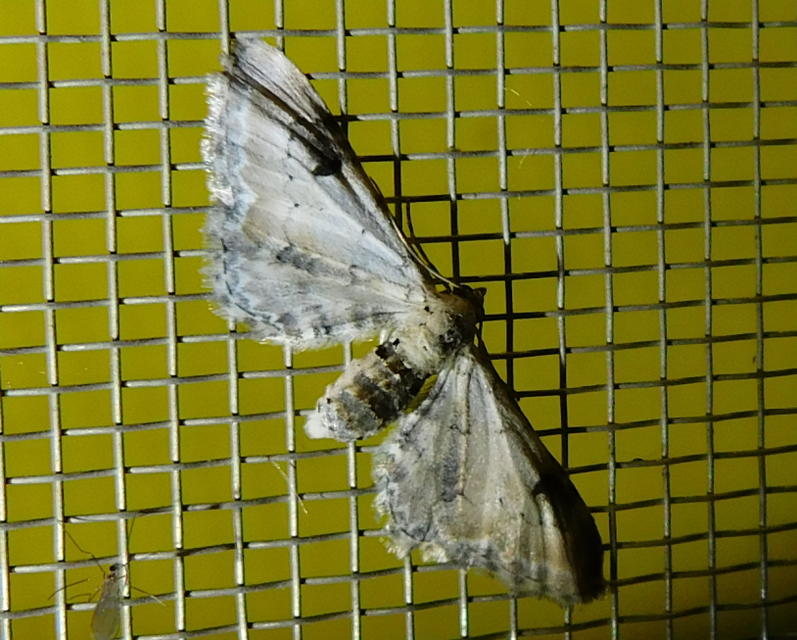 Eupithecia centaureata - búzavirág-törpearaszoló