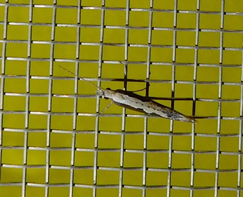 Plutella xylostella - káposztamoly