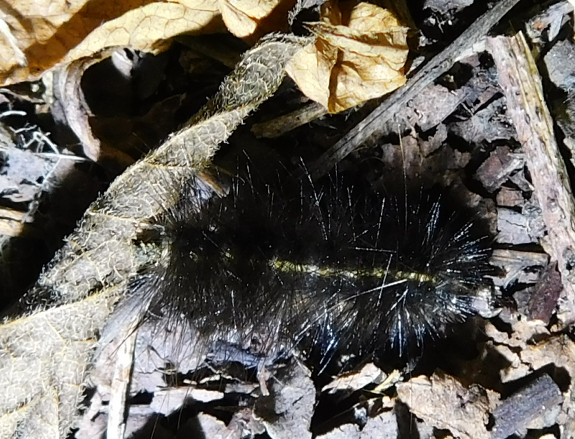 Spilosoma lubricipedum/urticae