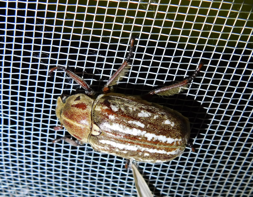 Anoxia orientalis - keleti cserebogár
