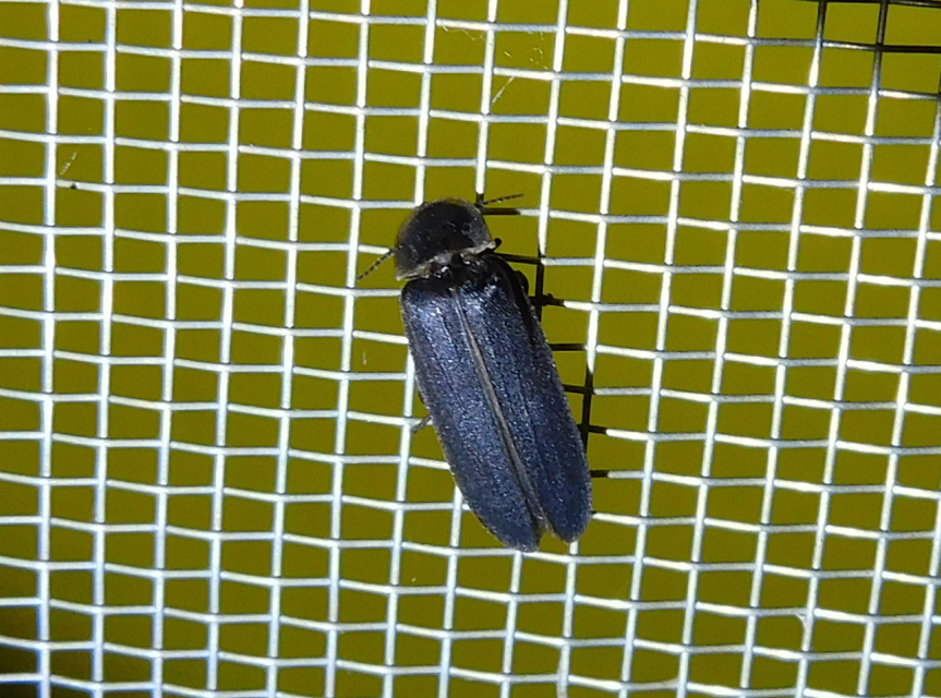 Lampyris noctiluca - nagy szentjánosbogár