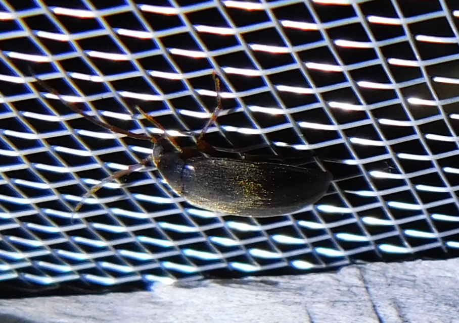 Hymenalia rufipes - rőtlábú alkonybogár