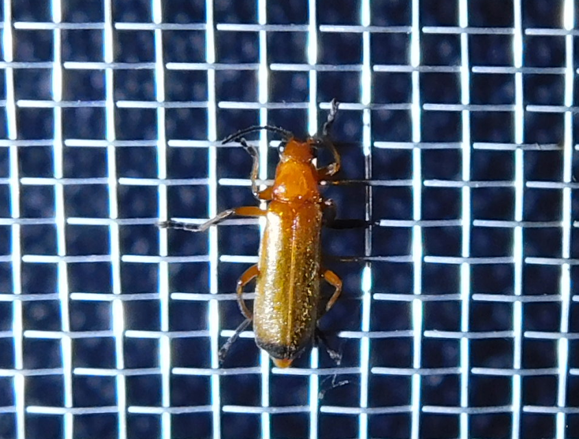 Rhagonycha fulva - feketevégű lágybogár