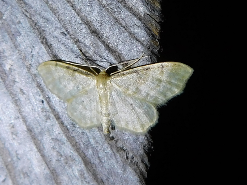 Idaea fuscovenosa - szürkeszélű apróaraszoló