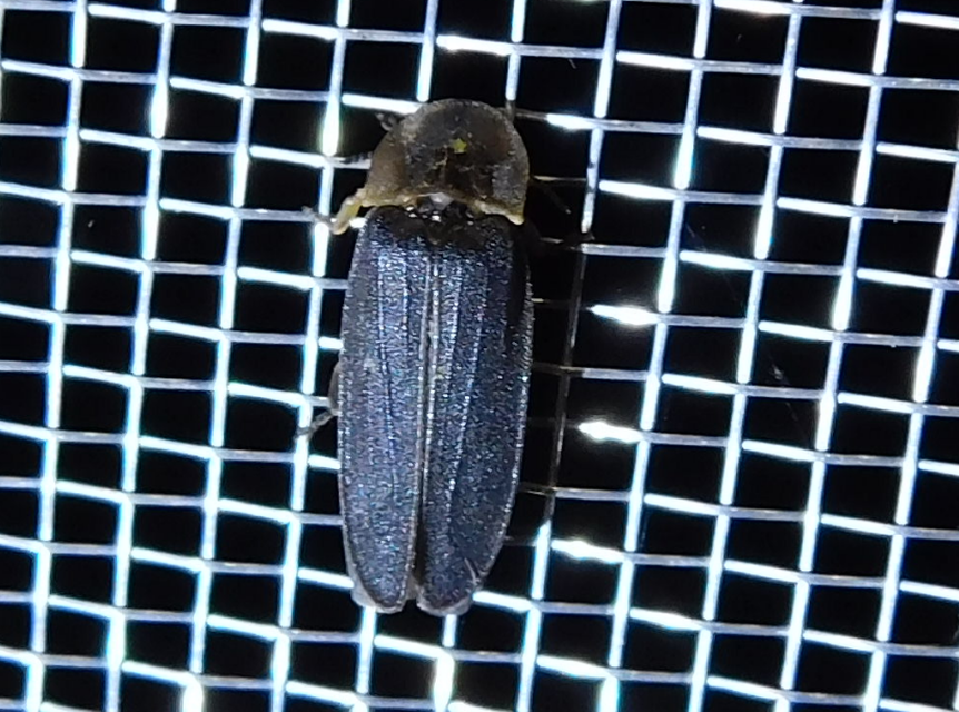 Lampyris noctiluca - nagy szentjánosbogár