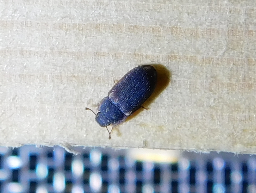 Colobicus hirtus - szegélyes héjbogár