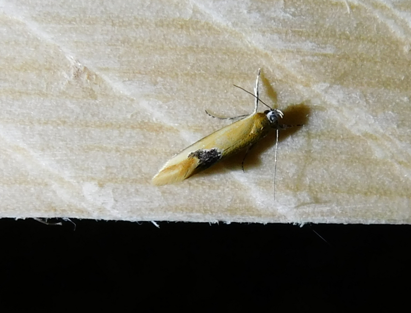 Batia internella/lambdella