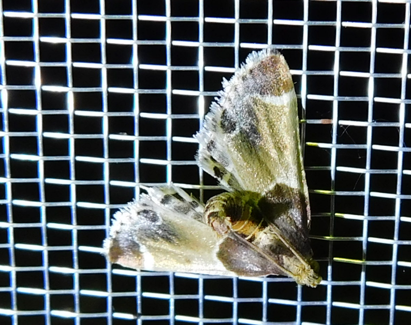 Pyralis farinalis - lisztilonca