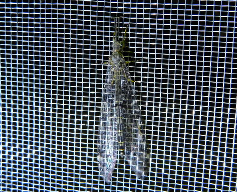 Distoleon tetragrammicus - négyfoltos hangyaleső Distoleon tetragrammicus - négyfoltos hangyaleső
