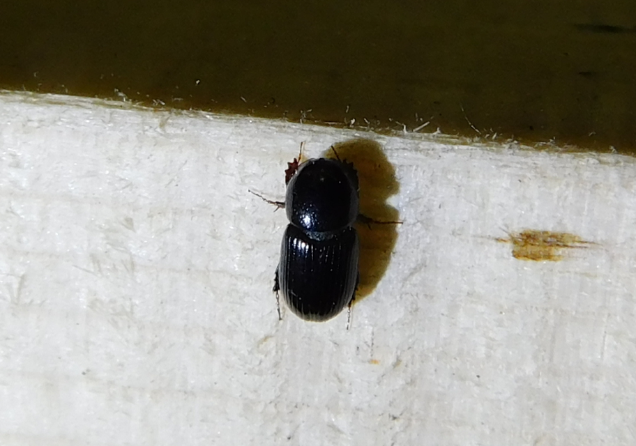 Aphodius varians - változékony trágyabogár