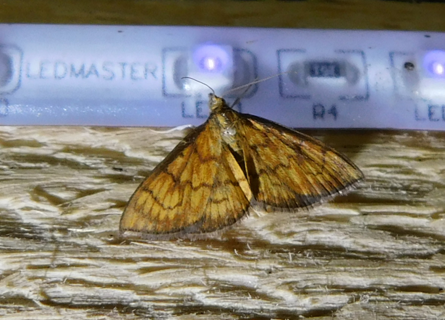 Ecpyrrhorrhoe rubiginalis - rozsdavörös tűzmoly