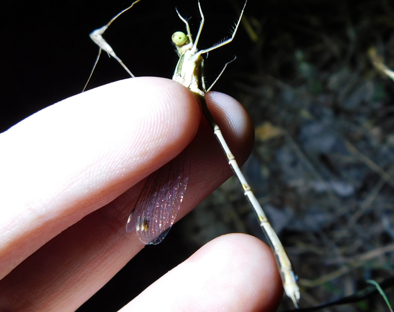 Lestes barbarus - foltosszárnyjegyű rablószitakötő