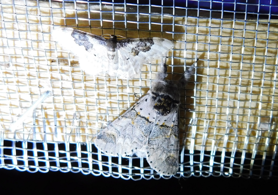 Furcula furcula - szürke púposszövő